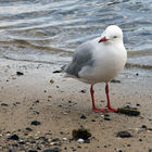 Seagull on the beach by Watson Bay