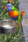 Friendly parrot at the Fountain Terrace guesthouse