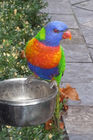 Friendly parrot at the Fountain Terrace guesthouse