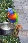 Friendly parrot at the Fountain Terrace guesthouse
