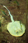 Blue-spotted ray at the Coral Reef aquarium