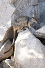 Allied rock-wallaby near Magnetic Island