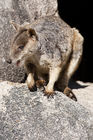 Allied rock-wallaby near Magnetic Island