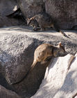 Allied rock-wallabies near Magnetic Island