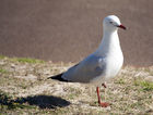 Seagull at City Beach