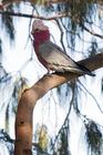 A galah (rose-breasted cockatoo) in a tree 