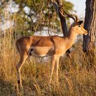 Male impala