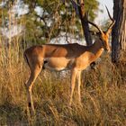 Male impala