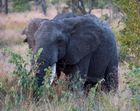 African elephant