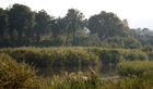 Wetlands area