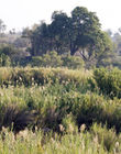 Wetlands area