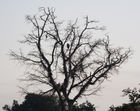 Bare tree