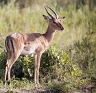 Male impala