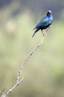 Glossy starling