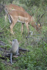 Vervet monkey watching impala