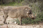 Warthog