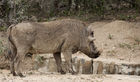 Warthog