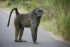 Why did the baboon cross the road?