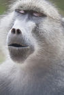 Baboon