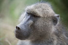 Pensive baboon