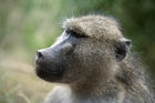 Pensive baboon