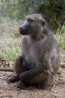 Baboon