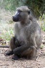 Baboon