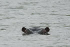 Hippo in the water