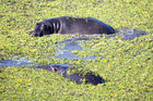 Hippo in the water