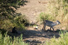 Baboon watching a waterbuck