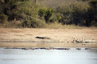 Hippos and a crocodile