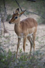 Male impala
