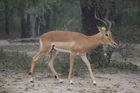 Male impala