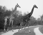 Giraffes