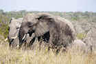 African elephants
