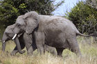 African elephants