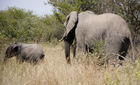 Adult and baby African elephants