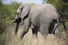 African elephant