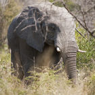 African elephant