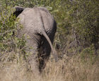 African elephant walking away