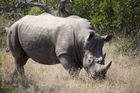 Rhinoceros 