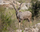 Male kudu