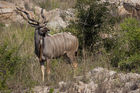 Male kudu