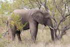 African elephant