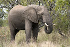 African elephant