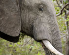 African elephant