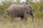African elephant