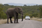 Elephant gets right of way on road