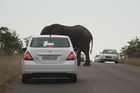Elephant gets right of way on road
