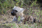 Young hyena